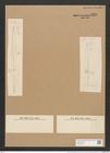 Nitzschia vitrea var. finmarchica Grun. (de-Toni-Nr.: Genus 47, Species 2112) Zeichnungen Sammlung Grunow Nr. 4229 (NHMW-BOT-W0372186)